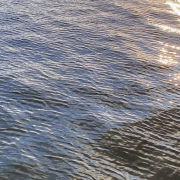 image of calm water speckled with light